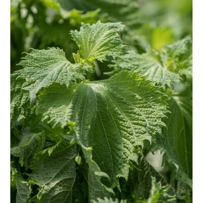 Shiso