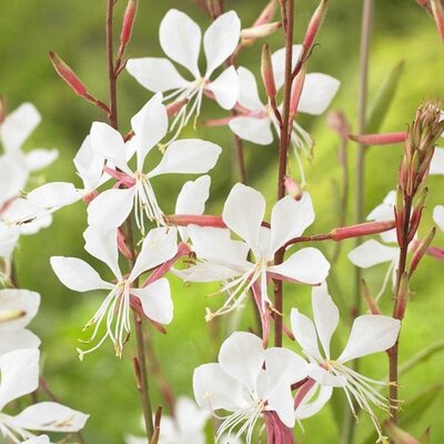 Gaura