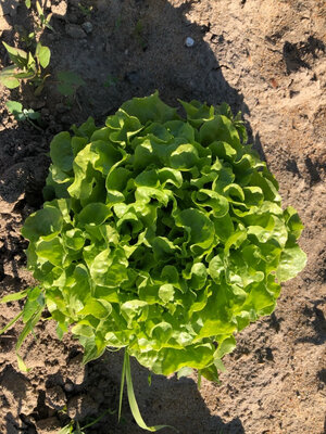 Feuille de chêne verte