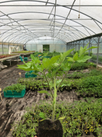 Plant de tomates ananas