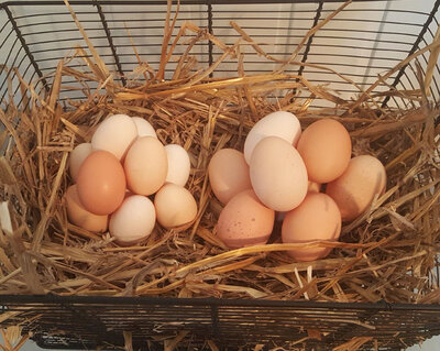 Oeufs de poules élevées en plein a