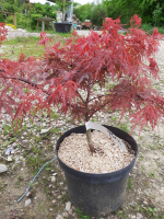 Acer palmatum dissectum orangeola