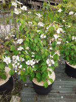 Viburnum plicatum mariessi