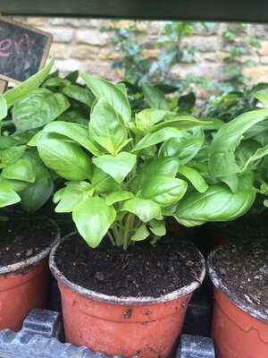 Basilic grand vert