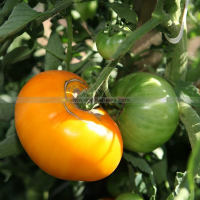 Tomate brandywine jaune