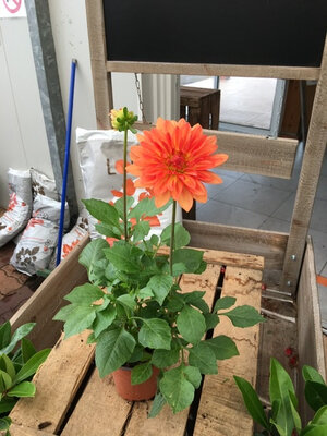 Dalhia orange