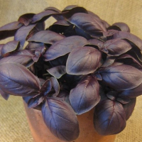 Plant basilic grenat