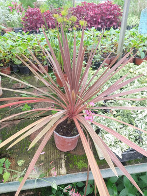 Cordyline pourpre