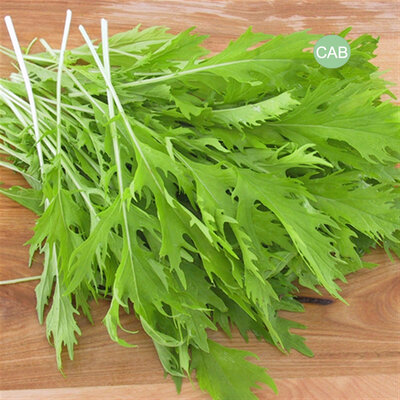 Mizuna, bio