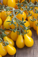 Plant de tomate cerise jaune