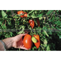 Tomate cornue