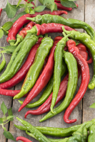 Plant piment doux long landes g 7 cm