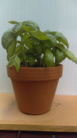 Basilic en pot  15 cm en terre cuite