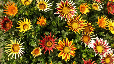 Gazania en pot de 12 cm
