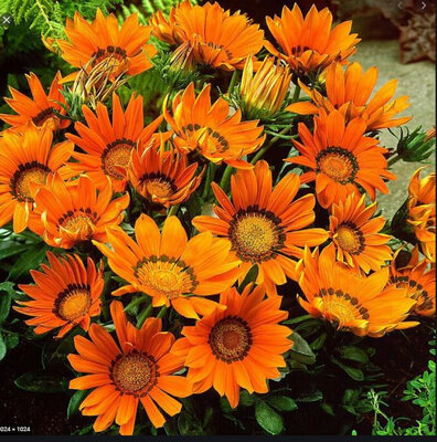 Gazania orange