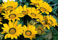 Gazania jaune