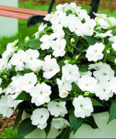 Impatiens blanche