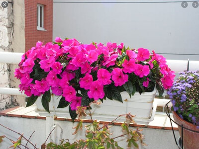Impatiens rose