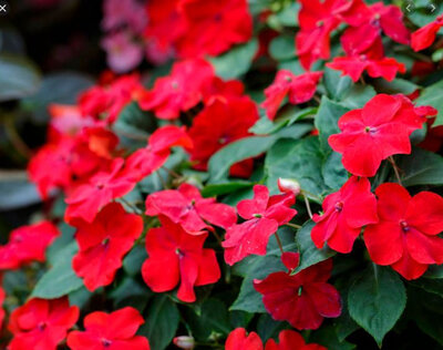 Impatiens rouge