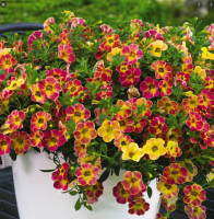 Pétunia mini calibrachoa rose/jaune