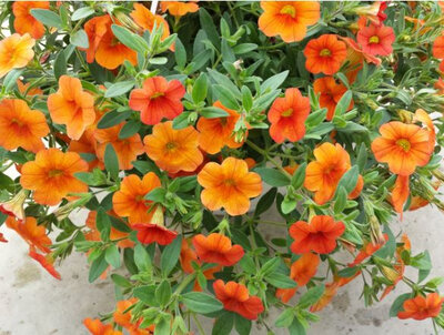 Pétunia mini calibrachoa orangé