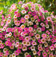 Pétunia mini calibrachoa rose