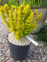 Berberis thunbergii 'golden torche'