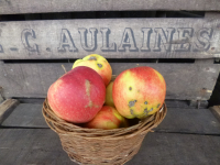 Jonagold déclassées