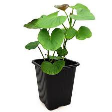 Plant patate douce