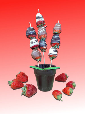 Fraisier chocolat