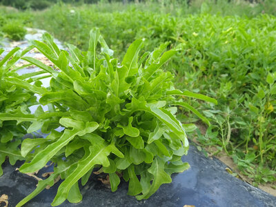 Salade laitue bio