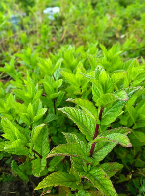 Menthe bio