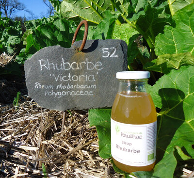 Sirop de rhubarbe solidaire 500ml
