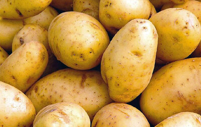 Pomme de terre nouvelle délicatesse