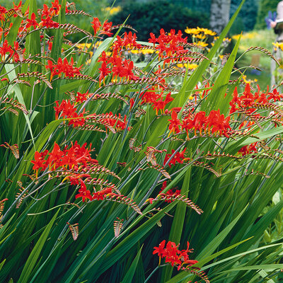 Crocosmia lucifer rouge vivace