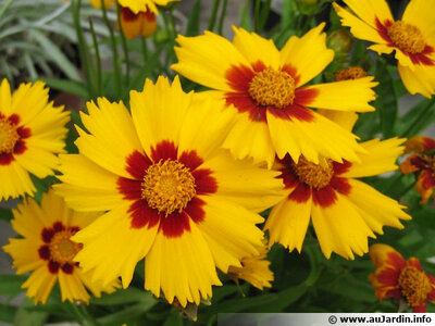 Correopsis jaune et rouge