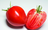 Tomate cœur de bœuf barquette 6 plants