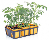 Barquette 6 p tomate noire de crimé