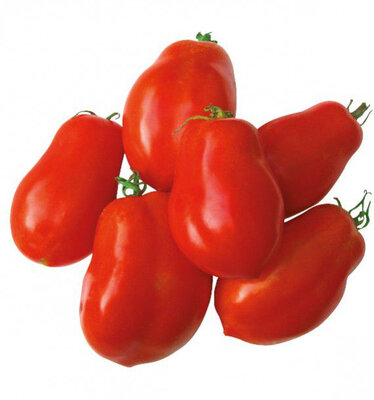 Tomate roma barquette 6 plants