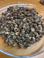 Thé blanc du bouddah