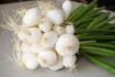 Oignons blancs en botte