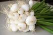 Oignons blancs en botte