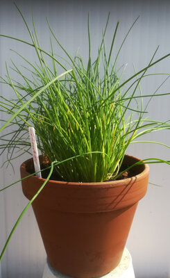 Ciboulette en pot 15 cm terre cuite
