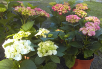 Hortensia en pot de 4 litres