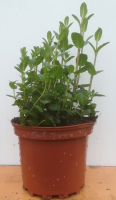 Menthe marocaine en pot de 17 cm
