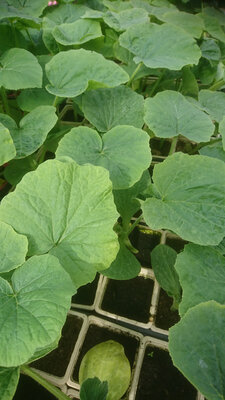 Plant courge butternut