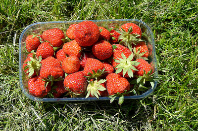 Fraises bio sonata ou darselect