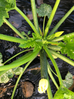 Courgette