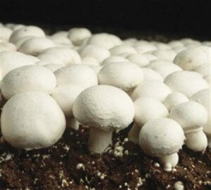 Champignons de paris