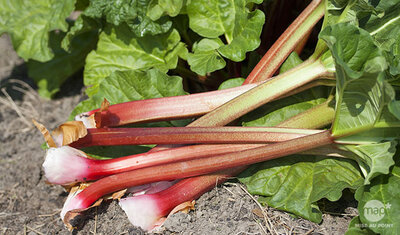 _rhubarbe